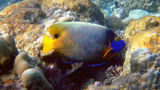 达芬奇天使图图片