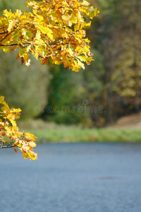 湖边的橡树秋叶