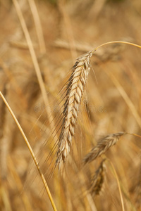 小麦作物