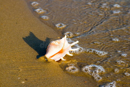 海浪拍打海滩的海螺壳