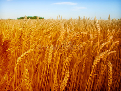 小麦和天空