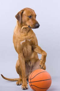 带篮球的小狗照片