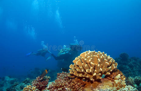 以潜水员为背景的夏威夷珊瑚