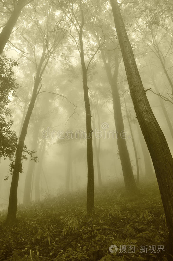 森林里的薄雾