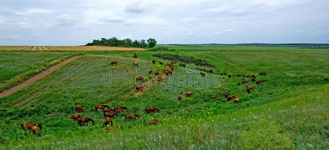 自然田野夏季绿色景观牧场牧场牧场牧场牧场动物马匹乡村美丽的棕色牧场种马户外