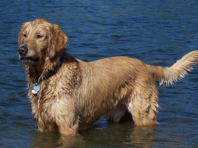 站在湖水里的金毛猎犬图片