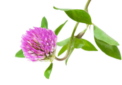 野生三叶草图片