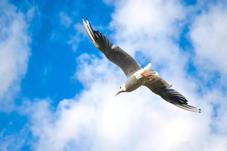 海鸥在蓝天飞翔