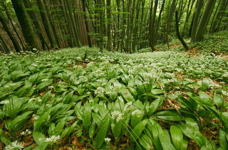森林植物区系