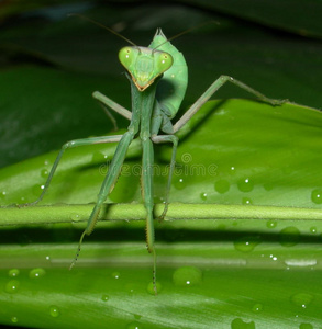 水螳螂图片