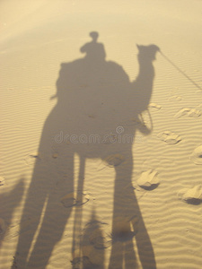 影子和骆驼