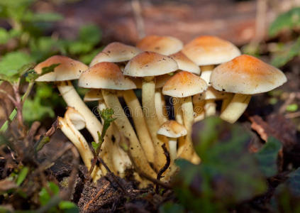 一簇野生蘑菇
