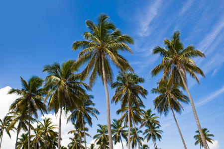 海滩岛上的三个棕榈树