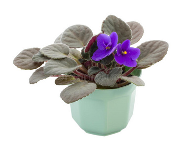 紫色草本花盆栽图片