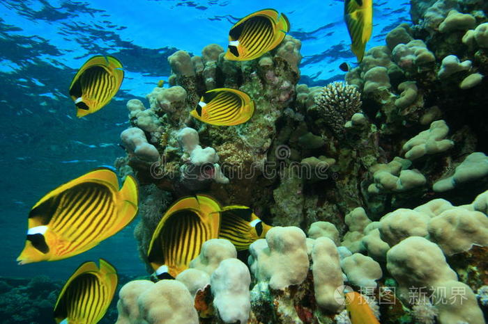 浅海珊瑚礁上的蝴蝶鱼