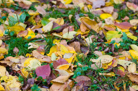 秋叶黄毯