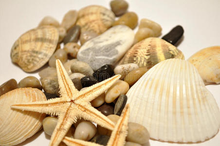 公主和海螺壳图片