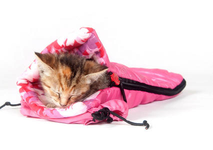 睡袋里的斑猫