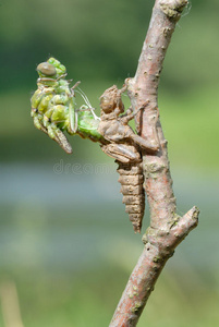 蜻蜓的诞生第五辑照片