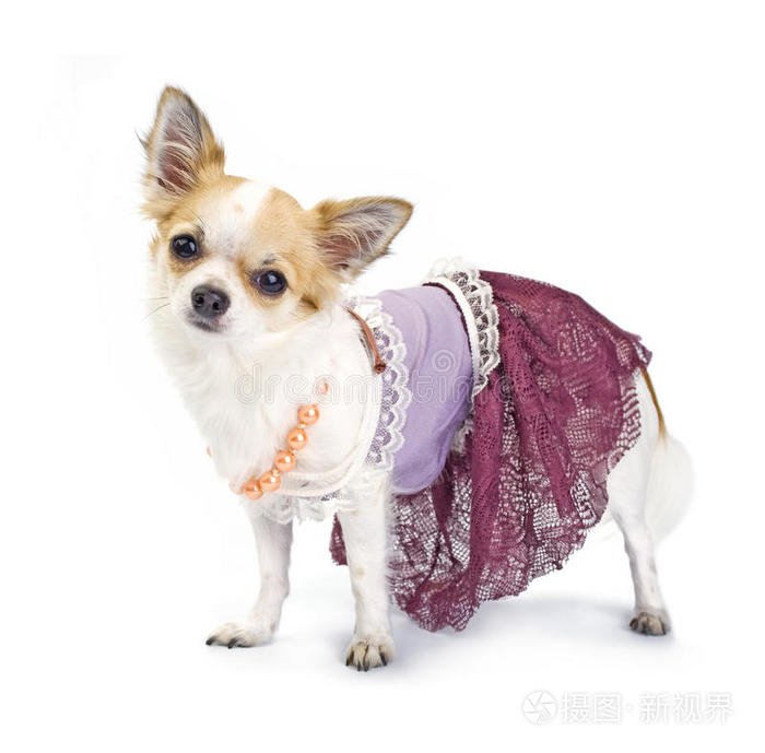 吉娃娃扮成高级时装