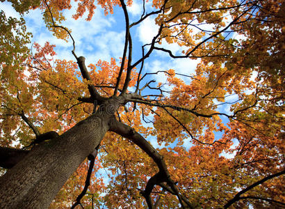 秋色的树