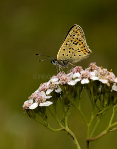 蓝烟铜lycaena tityrus