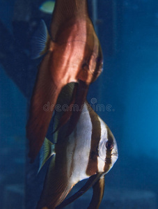 暗礁 巴厘岛 蝙蝠鱼 珊瑚 水下 动物 太平洋 印度尼西亚