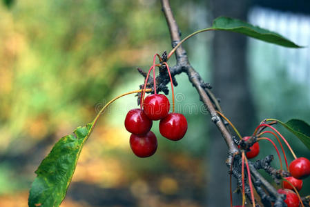 秋天挂在树上的红色浆果