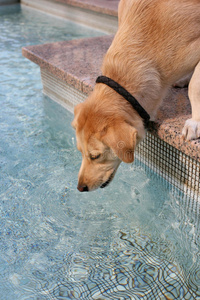喝狗狗在游泳池里喝水照片