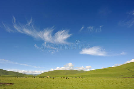 天空下的绿色草地