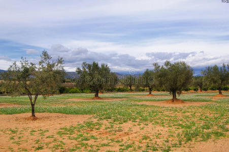 橄榄树种植园
