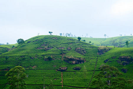 锡兰茶种植园