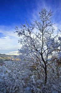 雪地里的树