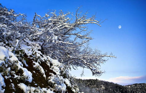 有树的雪山