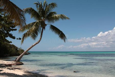 加勒比海滩上的棕榈树