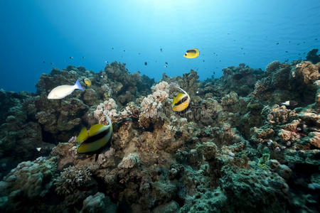 海洋珊瑚和鱼