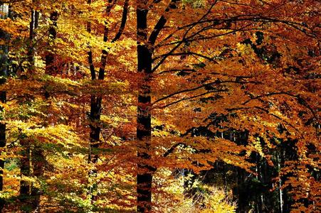 森林中的秋色