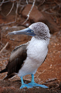 蓝脚野鸟，加拉帕戈斯