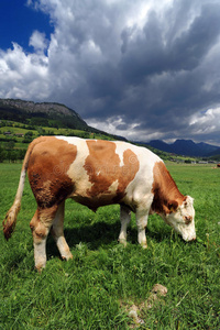 草地上的公牛