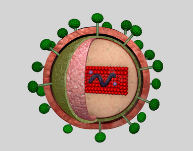 hivaids病毒呈现