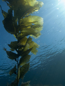 海带植物图片