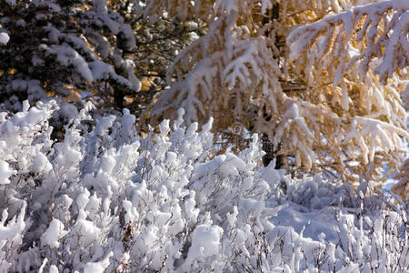 下雪的早晨