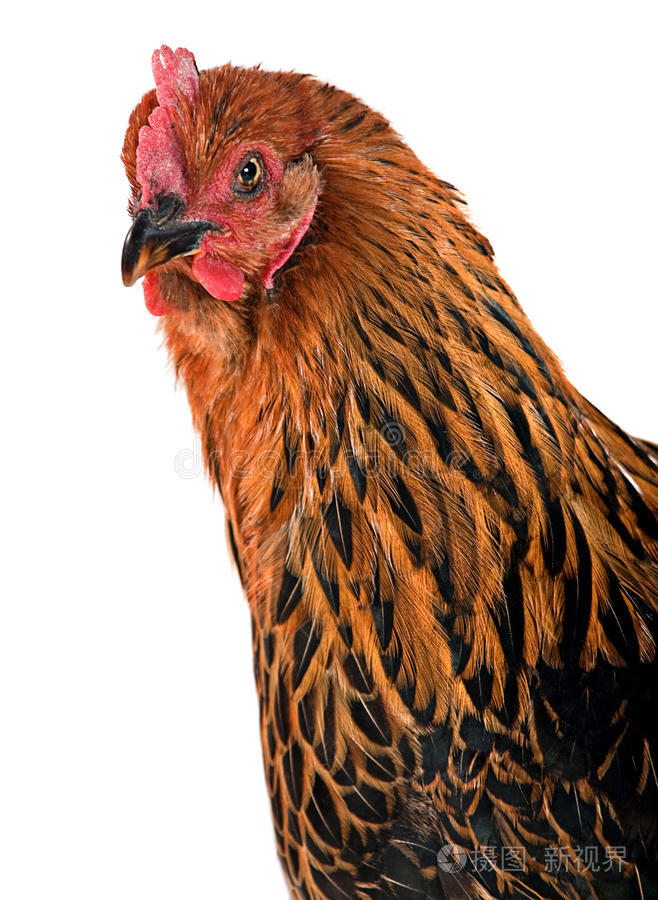 鸡头照片-正版商用图片0iudog-摄图新视界