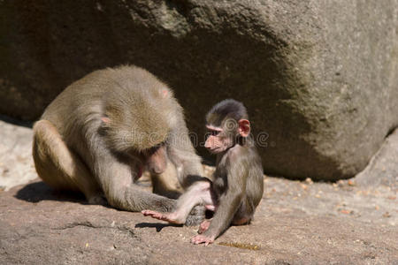 类人猿素材图片 类人猿图片素材下载 摄图新视界