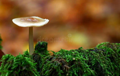 蘑菇，