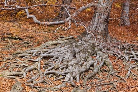 秋天的树根