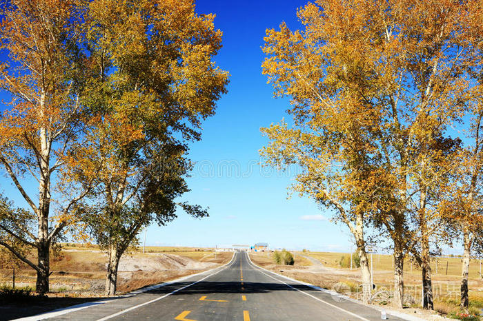 树与树之间的路