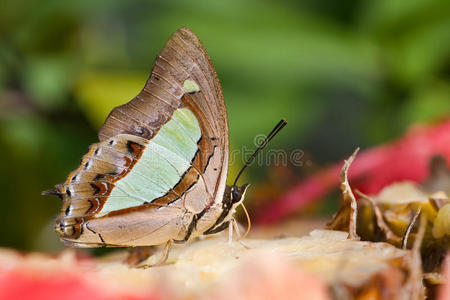 平纹斑蝶图片
