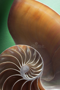 鹦鹉螺螺旋壳段