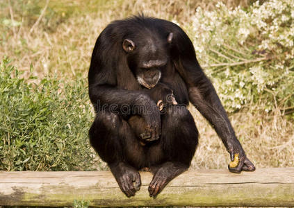 带着孩子的黑猩猩